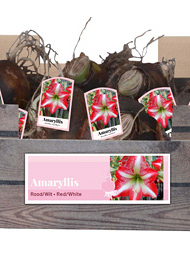 X 30 AMARYLLIS ROOD/WIT INCL. LABEL 32/34
