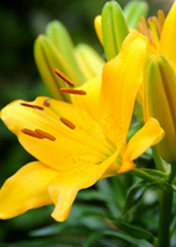 X   50 LILIUM AZIATISCH GEEL 16/18