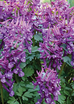 X 100 CORYDALIS SOLIDA PURPLE BIRD 6/+