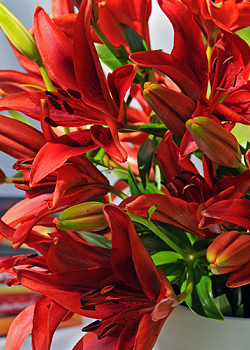 X   50 LILIUM AZIATISCH ROOD 16/18