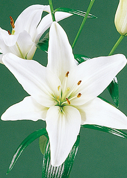 X   50 LILIUM AZIATISCH WIT 16/18