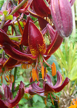 X   25 LILIUM MARTAGON CLAUDE SHRIDE 16/18