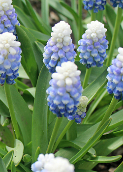 X 100 MUSCARI MOUNTAIN LADY 7/8