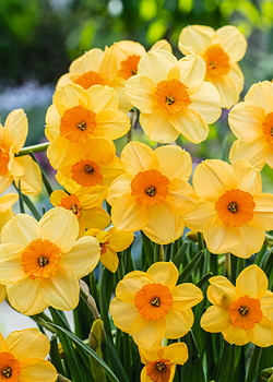 X 100 NARCISSUS KEDRON 12/14