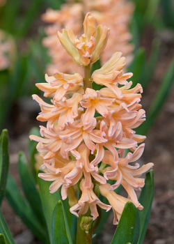 X   50 HYACINTHUS GIPSY QUEEN 15/16