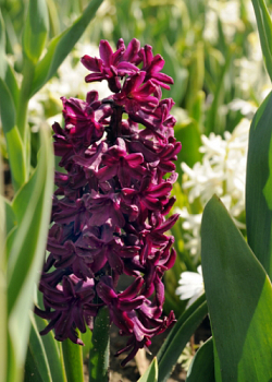 X   50 HYACINTHUS WOODSTOCK 17/18