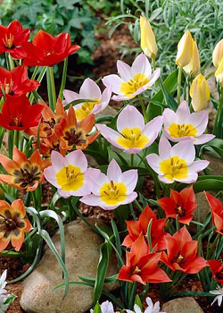 X 250 TULIPA BOTANISCH GEMENGD 6/+