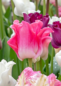 X 100 TULIPA CROWN OF DYNASTY 11/12