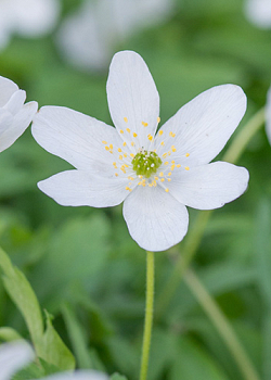 X 100 ANEMONE SPECIES NEMOROSA  I