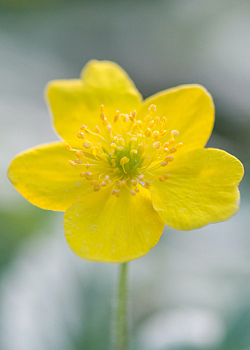 X 100 ANEMONE SPECIES RANUNCULOIDES I