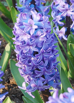 X   50 HYACINTHUS DELFTS BLAUW 17/18