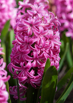 X   50 HYACINTHUS PINK PEARL 15/16