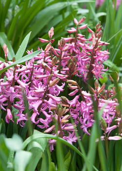 X   25 HYACINTHUS MULTIFLORA ROZE I