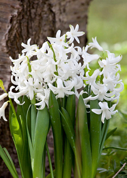 X   25 HYACINTHUS MULTIFLORA WIT I