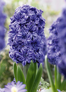 X   50 HYACINTHUS DUBBEL BLAUW 15/16