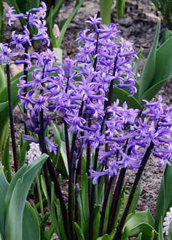 X   25 HYACINTHUS MULTIFLORA BLAUW I