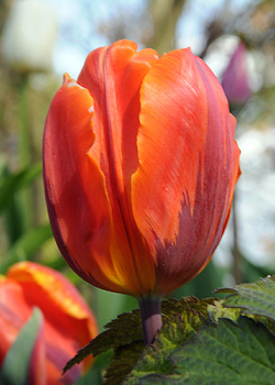 X 100 TULIPA HERMITAGE 12/+