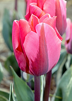 X 100 TULIPA PRETTY PRINCESS 11/12