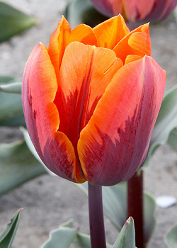 X 100 TULIPA PRINSES IRENE 11/12