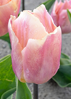 X 100 TULIPA SALMON PRINCE  11/12