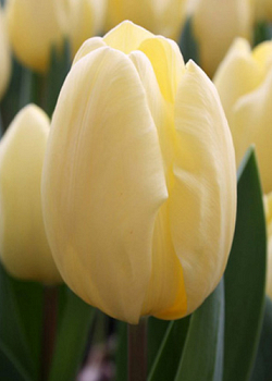 X 100 TULIPA CREME FRAICHE 11/12