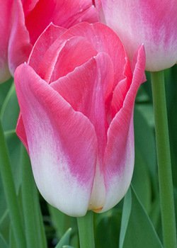 X 100 TULIPA DYNASTY 11/12