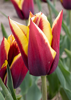 X 100 TULIPA GAVOTA 12/+