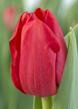 X 100 TULIPA HEARTBREAKER 12/+