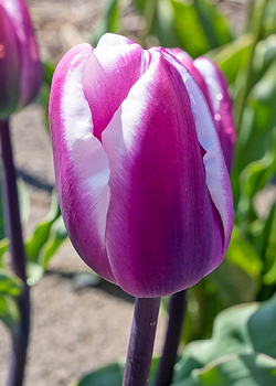 X 100 TULIPA LIBRIJE 12/+