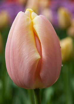 X 100 TULIPA MANGO CHARM 12/+