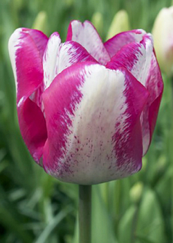 X 100 TULIPA MATA HARI 11/12