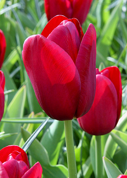 X 100 TULIPA NATIONAL VELVET 11/12