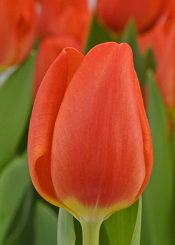 X 100 TULIPA ORANGE SHERPA 12/+