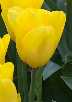 X 100 TULIPA STRONG GOLD 12/+