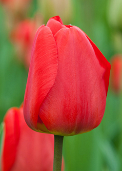 X 100 TULIPA APELDOORN 12/+