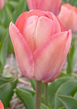 X 100 TULIPA APRICOT PRIDE 11/12