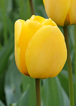 X 100 TULIPA GOLDEN OXFORD 12/+