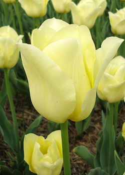 X 100 TULIPA WORLD FRIENDSHIP 11/12