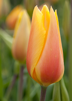 X 100 TULIPA BLUSHING LADY 11/12