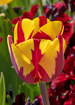 X 100 TULIPA HELMAR 11/12