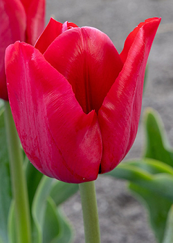 X 100 TULIPA ILE DE FRANCE 11/12