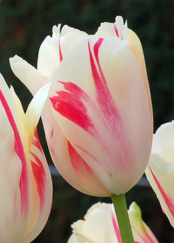 X 100 TULIPA SORBET 11/12