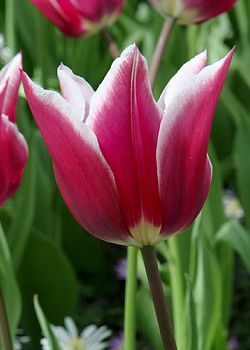 X 100 TULIPA CLAUDIA 11/12