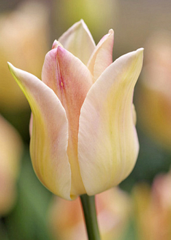 X 100 TULIPA ELEGANT LADY 12/+