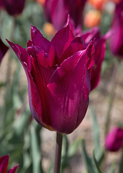 X 100 TULIPA PURPLE HEART 11/12