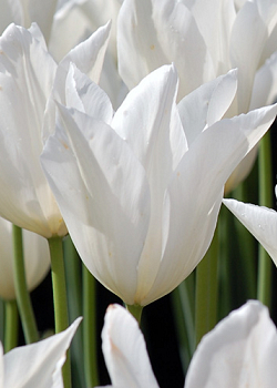 X 100 TULIPA WHITE TRIUMPHATOR 11/12