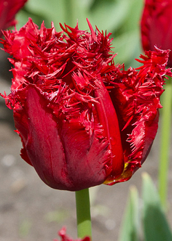 X 100 TULIPA VERSACI 11/12