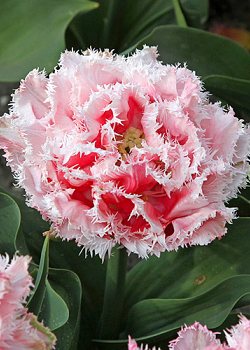 X 100 TULIPA QUEENSLAND 11/12
