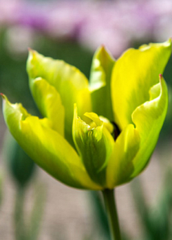 X 100 TULIPA FORMOSA 11/12