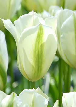 X 100 TULIPA SPRING GREEN 11/12